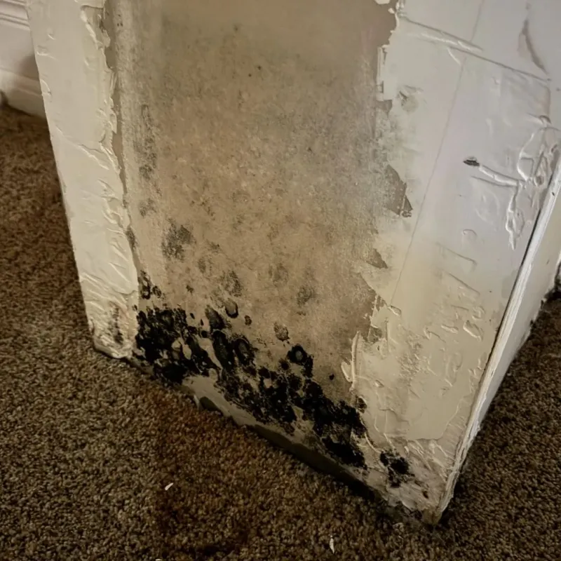 Professional Mold Removal in Winters, CA